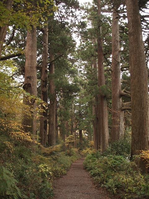 旧東海道 杉並木